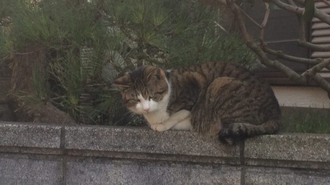 猫に会えるスポット：神奈川県・真鶴