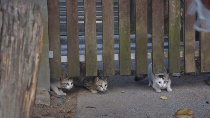 猫に会えるスポット：マカオのローカル村&リゾート地コロアン