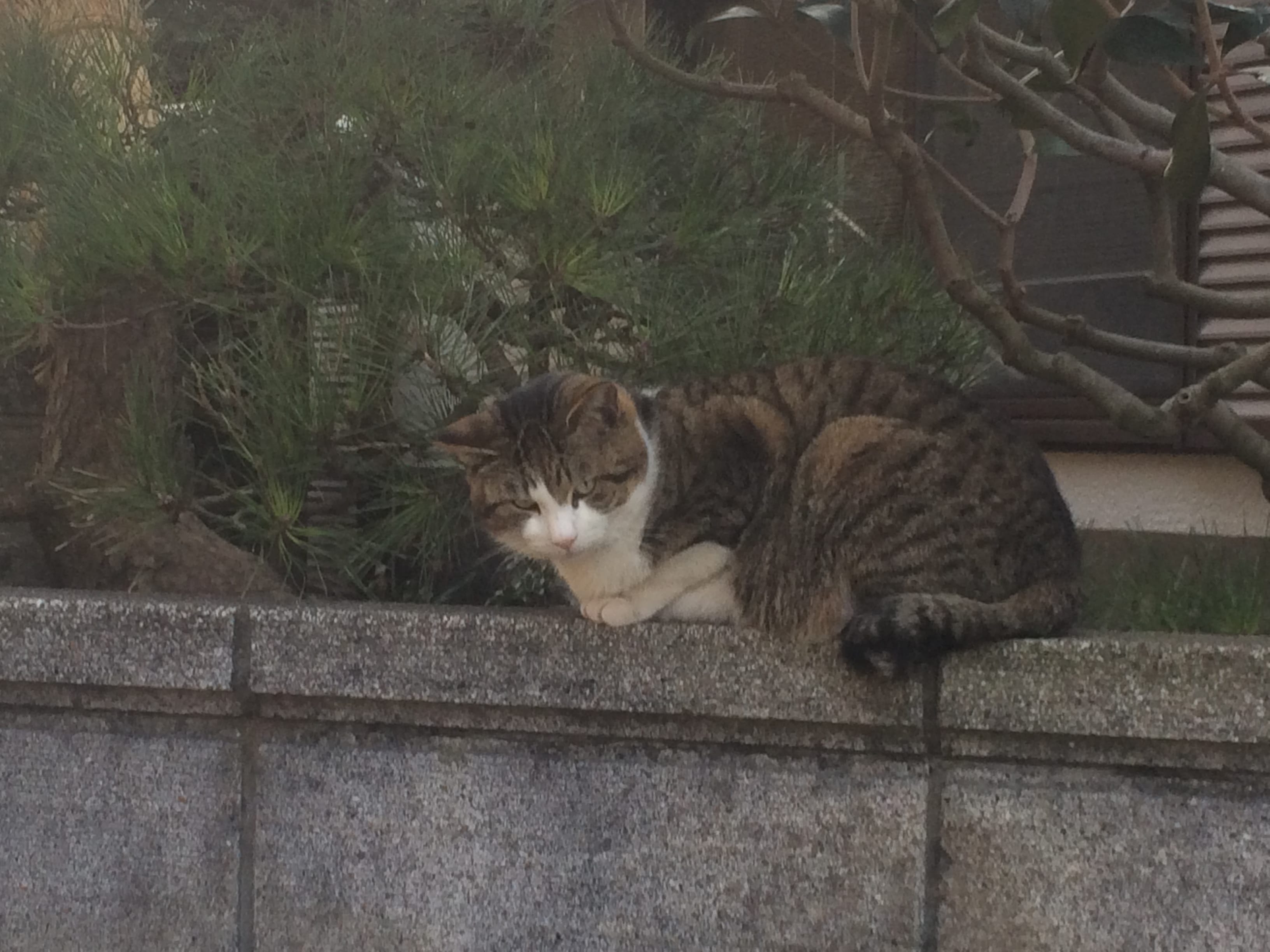 猫に会えるスポット 神奈川県 真鶴 Culturize Media