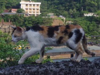 台湾の猫村「猴硐（ホウトン）」と猫
