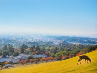 奈良・若草山と鹿