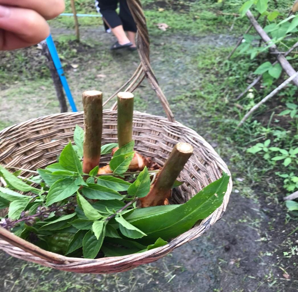 チェンマイの料理教室:施設内の畑のショウガ