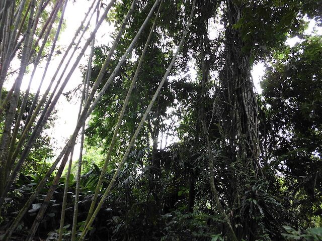 ボルネオ島のジャングル