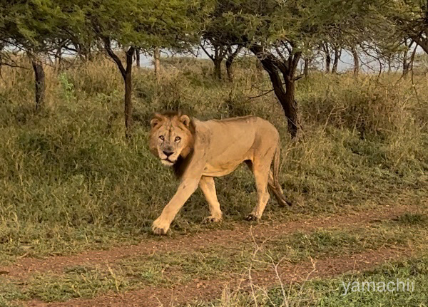 南アフリカのサファリのライオン