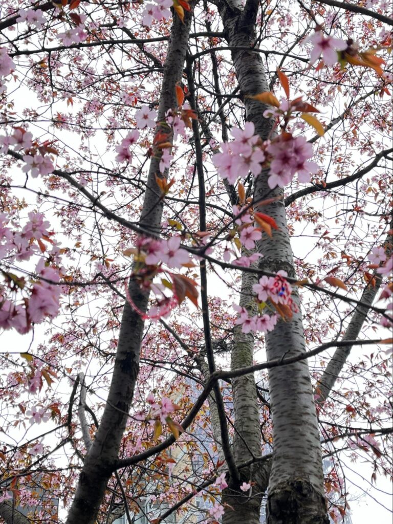 オランダ・ロッテルダムの桜（4月・春）