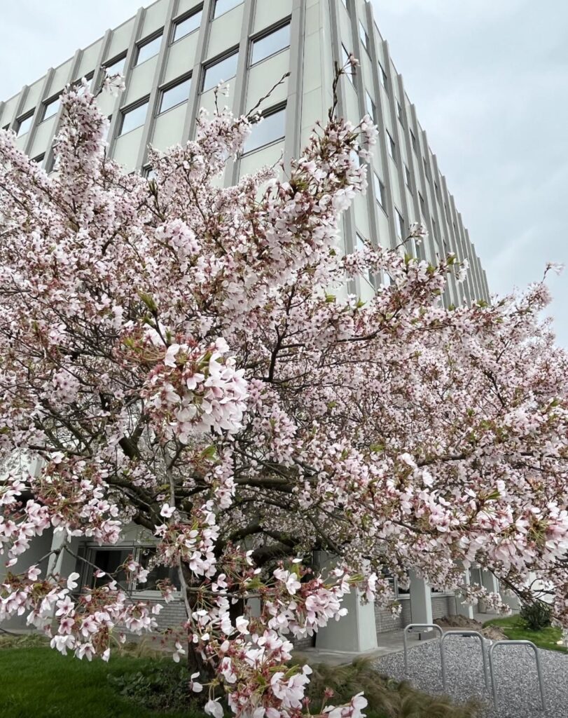 オランダ・ロッテルダムの桜（4月・春）