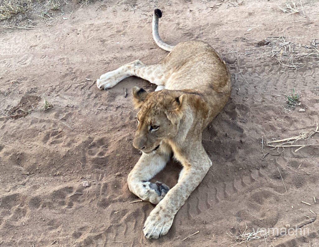 クルーガー国立公園(Kruger National Park)のライオン