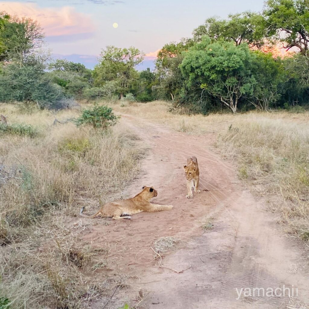 南アフリカのサファリ・私営保護区のライオン