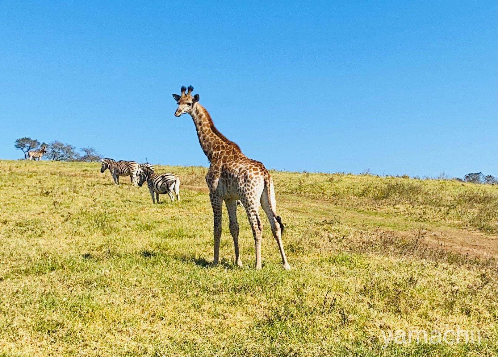 南アフリカのサファリ体験：楽しみ方・おすすめスポット・見られる珍しい動物