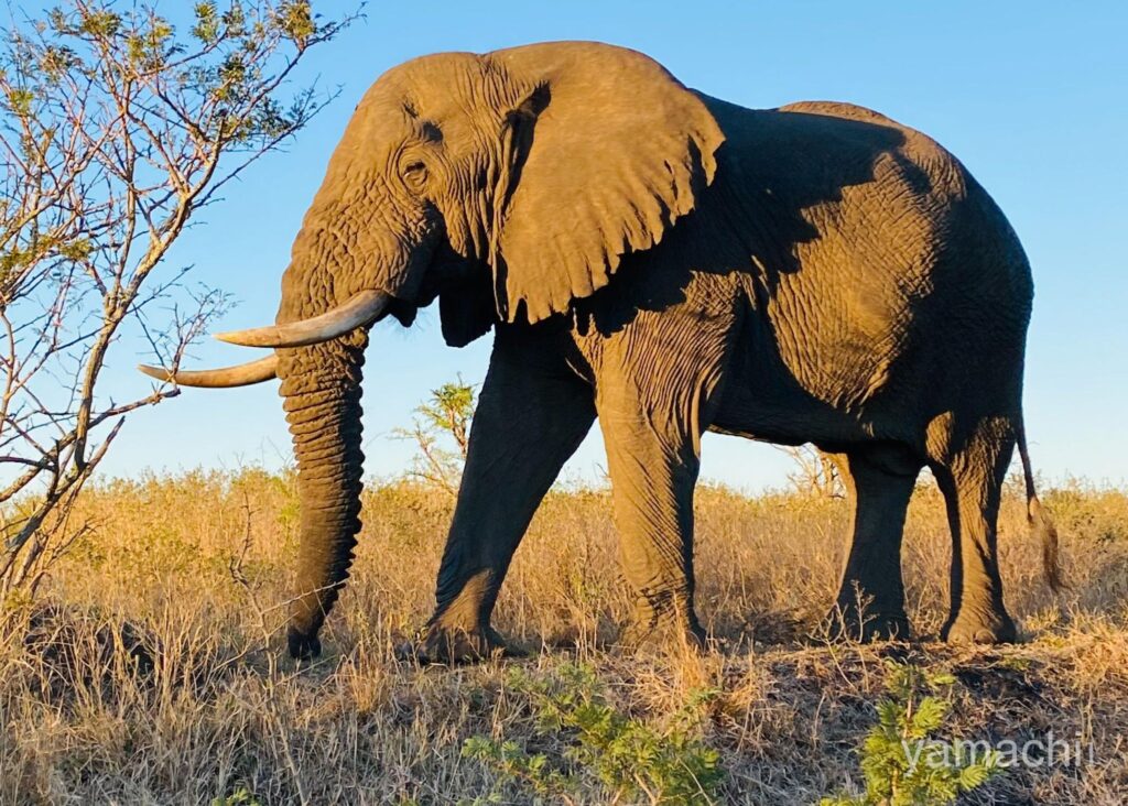 南アフリカのサファリ・国立公園のゾウ