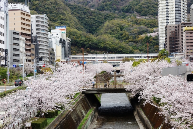 新神戸・生田川公園の桜の花見