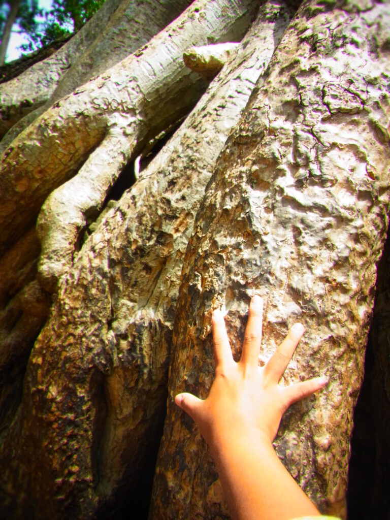 タ・プローム遺跡のガジュマルの根の大きさ