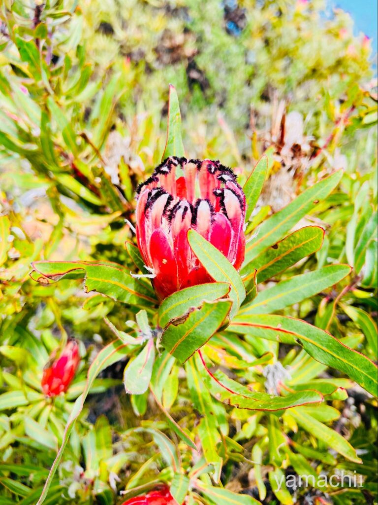 南アフリカの国花のプロテア（テーブルマウンテン）