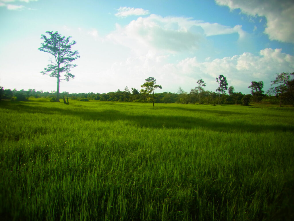 カンボジアの風景・自然