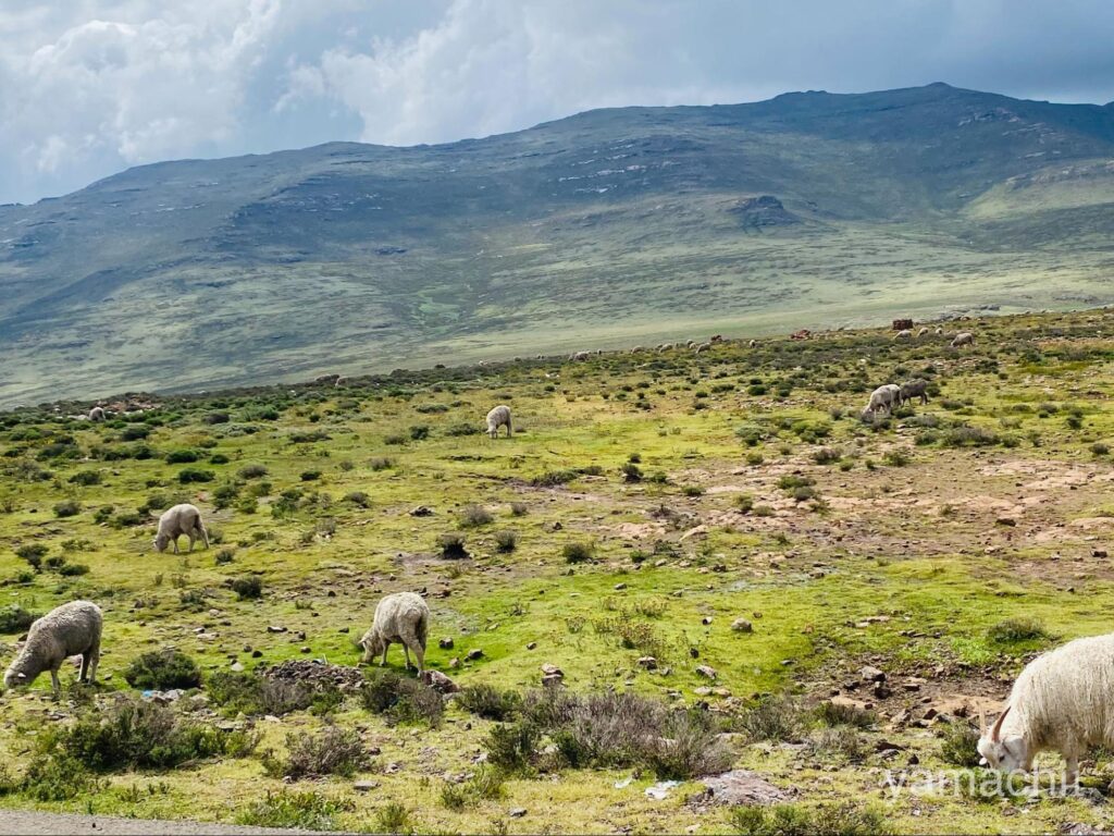 ソト族の村の羊やヤギ